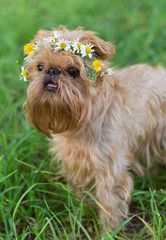 Dog  with a wreath of daisies