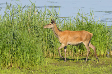 Rotwild auf der Flucht