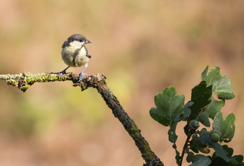 Obraz premium mésange charbonnière