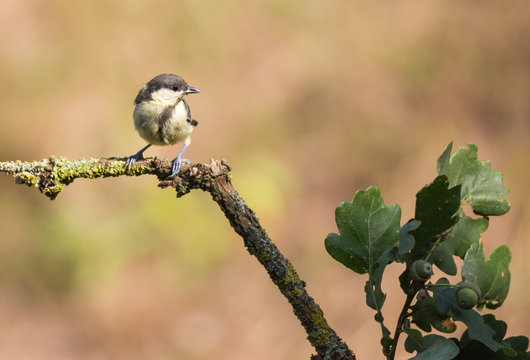 m&eacute;sange charbonni&egrave;re