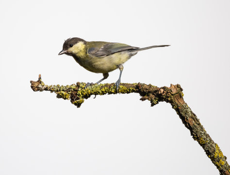 m&eacute;sange charbonni&egrave;re