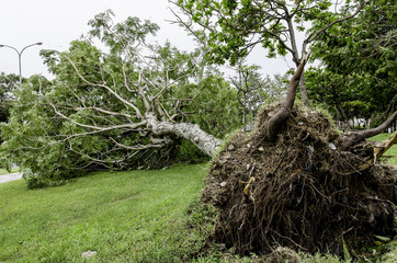 Fallen tree after typhoon / A fallen tree after Soudelor typhoon in Taipei city, August 8, 2015.