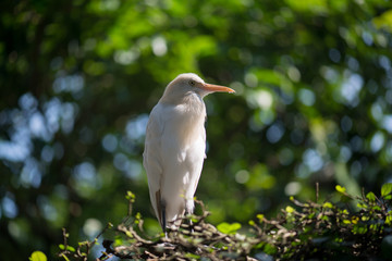 Cattle Egret (Bubulcus ibis)