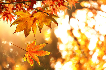 Fototapeta na wymiar Autumn Leaf