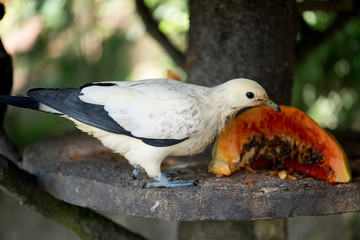 Beautiful white bird Pied Imperial Pigeon, Ducula bicolor eating exotic fruit