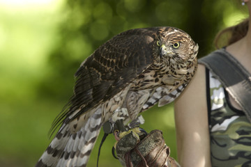 Goshawk on  falconer hand
