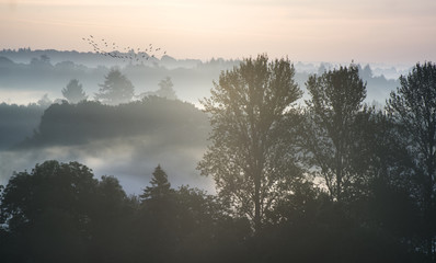 Fototapeta premium Forest landscape with layers of mist at sunrise in countryside