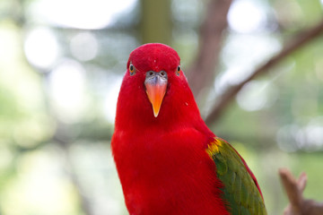 Male Australian King Parrot, Alisterus Scapularis