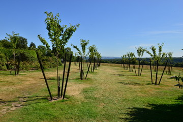 Fototapeta na wymiar Fruit orchard under development in a country estate in Kent