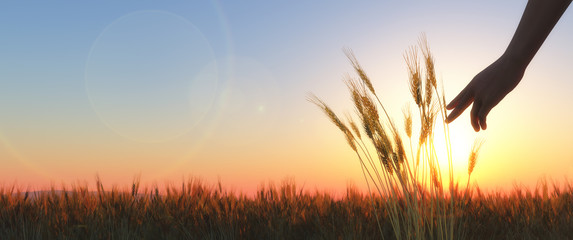 ears of wheat © juanjo