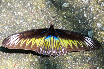 Trogonoptera brookiana species - Rajah Brooke's Birdwing, one of the biggest diurnal butterfly in the world, Tapas Hill, Malaysia