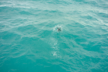 Dolphin mammal