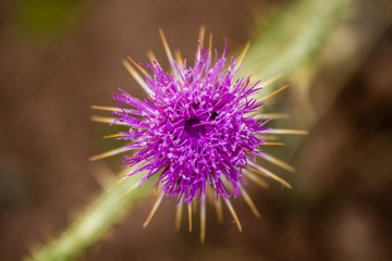 Milk Thistle Plant, Carduus Marianus