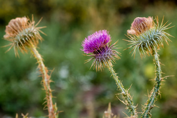 Milk Thistle Plant, Carduus Marianus