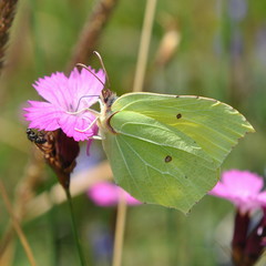 common brimstone