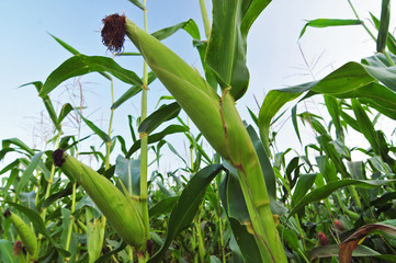 Young corn © Soru Epotok