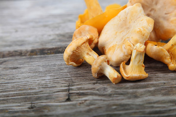 Chanterelles