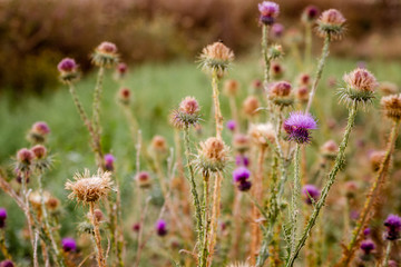 Milk Thistle Plant, Carduus Marianus