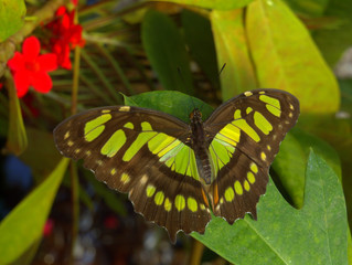 malachite butterfly