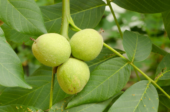 raw green walnuts on tree