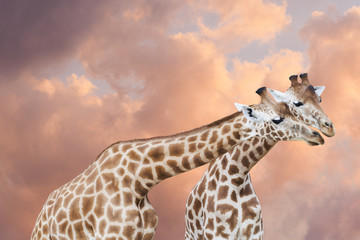 Couple de girafes dans un ciel de nuages roses