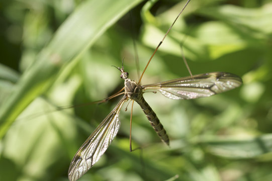 Schnake / Die Nahaufnahme einer gro&szlig;en Schnake via Draufsicht
