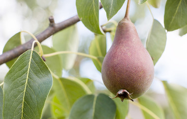 Pear on a tree