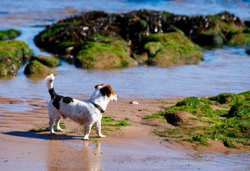  Russell Terrier dog playing in water, summer, beach