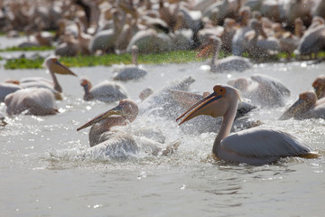 Pelican, Senegal