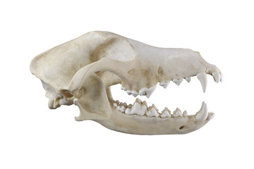 Skull of dog breed the fox terrier lateral view isolated on a white background. Focus on full depth. Sharp isolation of object.