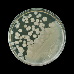 Bacterial colonies on petri dish plate isolated on a black background