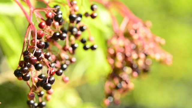 Holunder, Sambucus niger, reife Beeren
