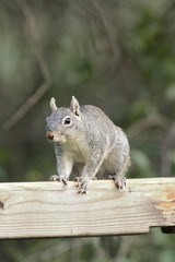 Naklejka na ściany i meble Arizona Gray Squirrel (Sciurus arizonensis)