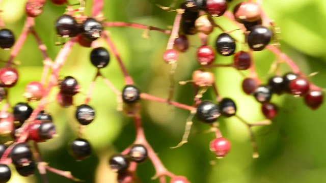 Holunder, Sambucus niger, reife Beeren
