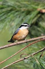 Red-breasted Nuthatch On A Perch