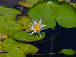 Lotus and lotus leave in a pond