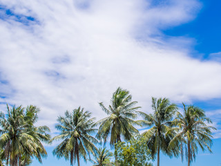 Fototapeta na wymiar Coconut tree with the cloud and sky