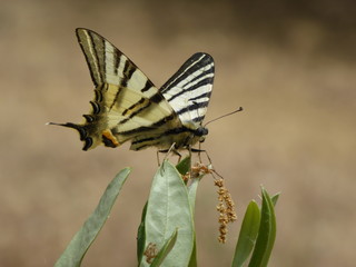Schwalbenschwanzschmetterling
