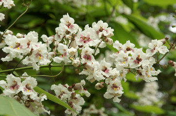 Small white flowers blossom In summer garden.