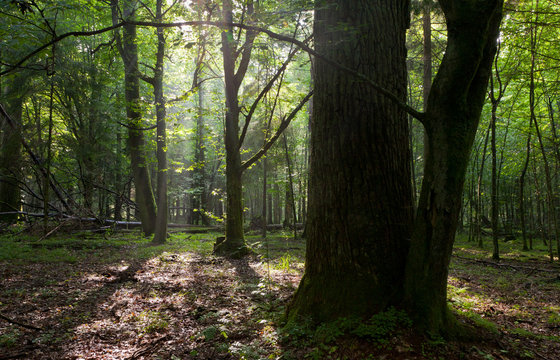 Summer sunset with light entering rich deciduous stand © Aleksander Bolbot