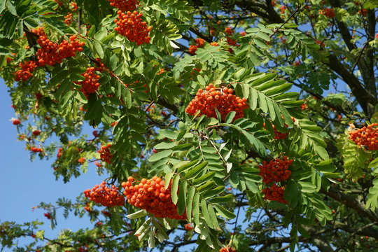 Eberesche
