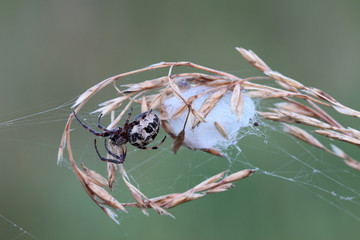 Spider with cocoon