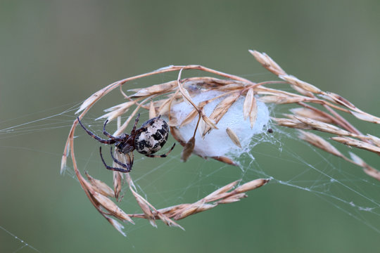 Spider With Cocoon