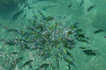 Fish in the sea Phi Phi Island thailand - 88813407