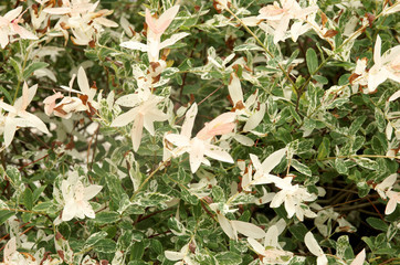 Close up of Hakuronishiki willow in garden