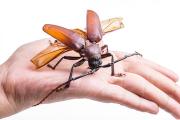 brown scarab beetle on hand