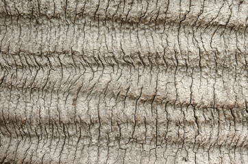 Surface of the tropical tree.