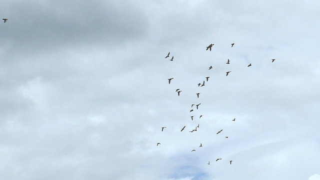 A flock of birds against the sky,slow motion.