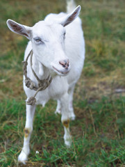 little goat