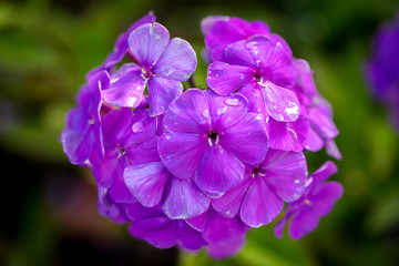 Perennial phlox (Phlox paniculata - Laura) growing in a sunny garden